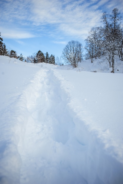 Sentiero calpestato nella foresta invernale.