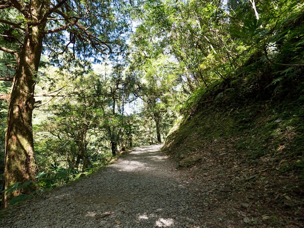 Sentiero che attraversa la foresta verde.