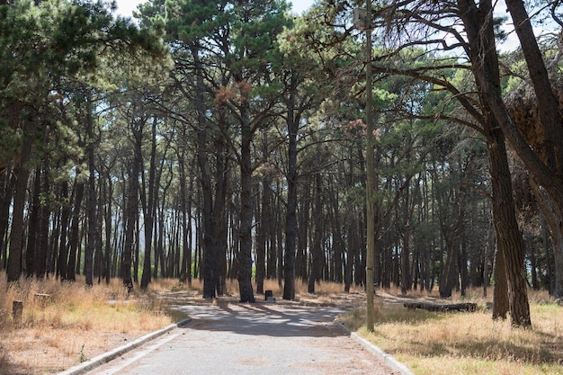 Sentiero circondato da alberi in un parco urbano