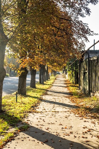 Sentiero con castagni in autunno