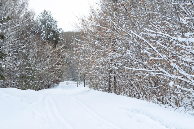 Sentiero coperto di neve nella foresta invernale