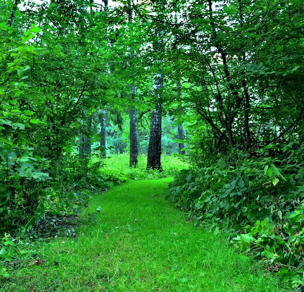 Sentiero coperto di vegetazione attraverso la foresta