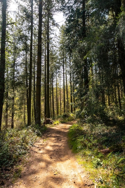 Sentiero della foresta di salita al Monte Andatza nel comune di Usurbil Gipuzkoa Paesi Baschi