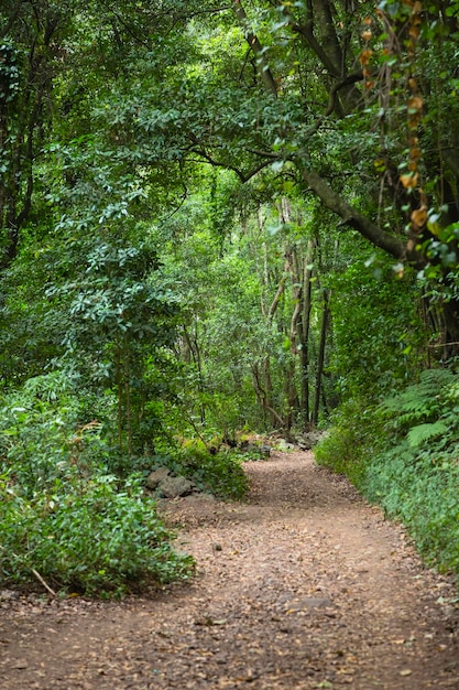 Sentiero della foresta pluviale di Los Tilos La Palma