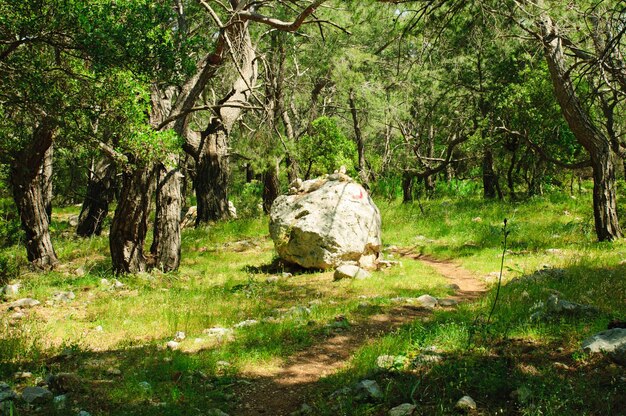 Sentiero della Licia nella foresta