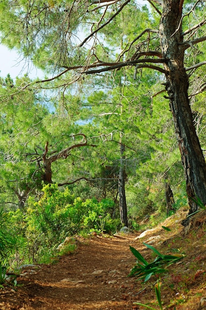 Sentiero della Licia nella pineta verde turca con sentiero