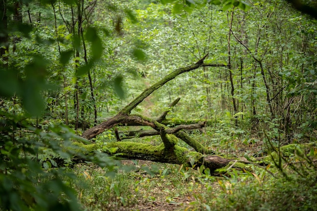 Sentiero delle fate nel bosco con alberi secolari