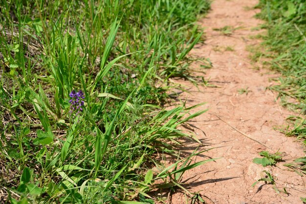 sentiero di argilla in montagna con fiori viola in erba, primo piano