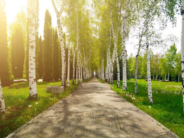 Sentiero di asfaltatura tra betulle nel parco