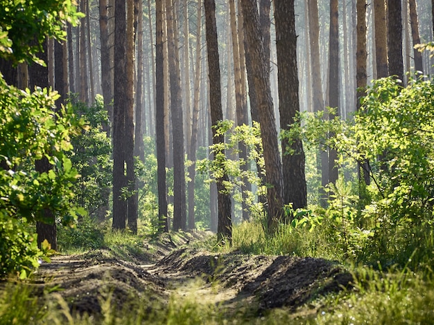 Sentiero di campagna nella foresta