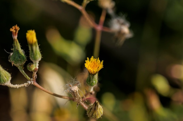 Sentiero di fiori selvatici da vicino la fotografia macro