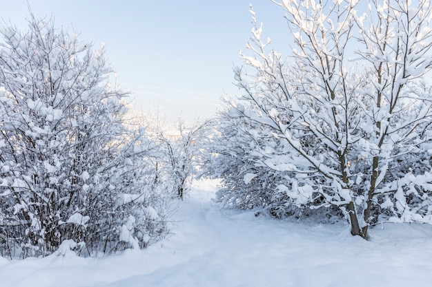 Sentiero di montagna coperto di neve