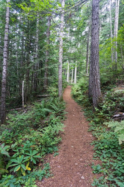 Sentiero escursionistico attraverso una foresta verde