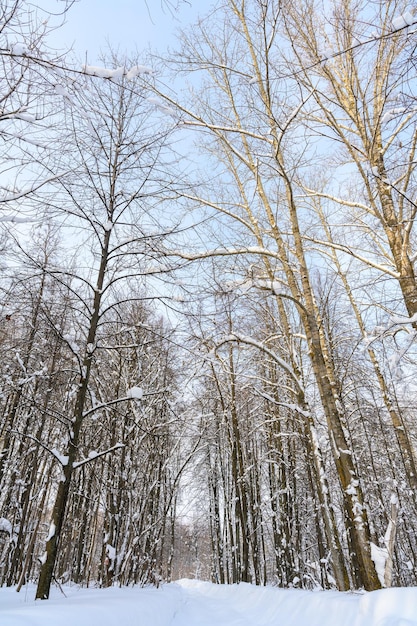 Sentiero escursionistico in un bellissimo paesaggio invernale innevato