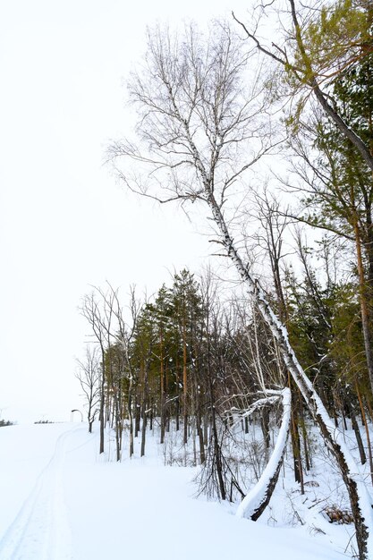 Sentiero escursionistico in uno splendido paesaggio invernale innevato in una giornata invernale soleggiata con cielo azzurro