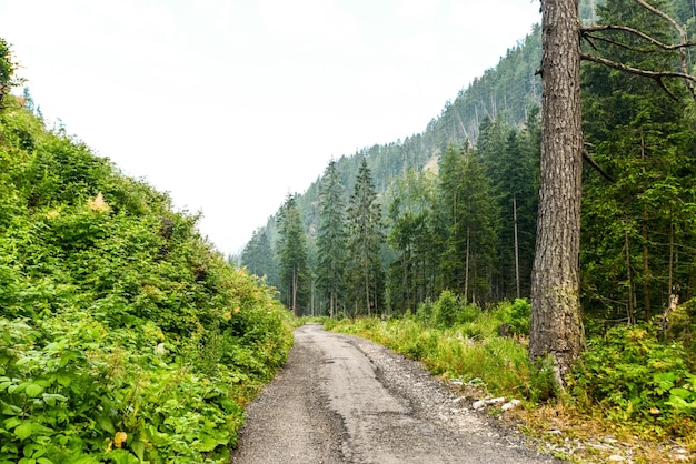 Sentiero escursionistico nei Tatra occidentali durante l'estate con una bella vista sulla regione di Liptov della valle di Ziarska Slovacchia