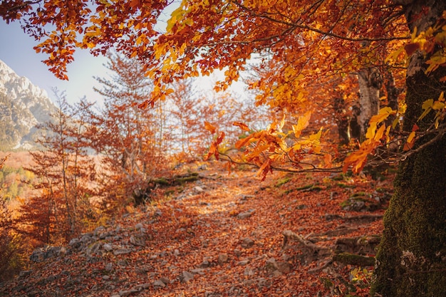 Sentiero escursionistico nella foresta autunnale con la calda luce del sole