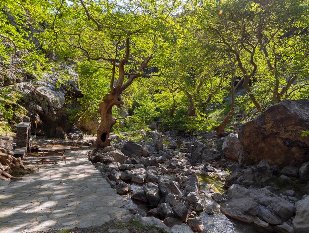 Sentiero escursionistico nella gola della montagna di Agali sull'isola di Evia in Grecia