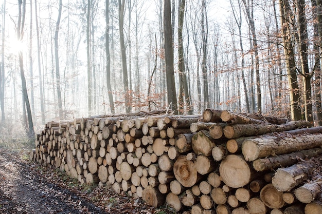 Sentiero forestale attraverso una foresta di gelo con foglie smerigliate sul terreno e alberi sdraiati