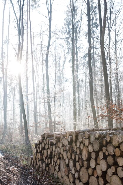 Sentiero forestale attraverso una foresta di gelo con foglie smerigliate sul terreno e alberi sdraiati