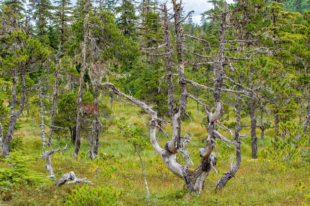 Sentiero forestale coperto di muschio in Alaska