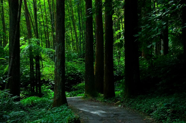 Sentiero forestale dell'area protetta della foresta di Taiwan Xitou