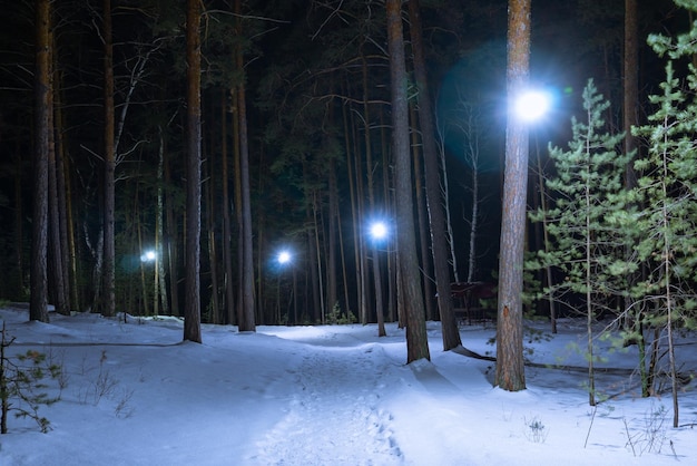 Sentiero illuminato nel parco invernale Un sentiero in un bosco di conifere deserto Strada favolosa nel bosco innevato d'inverno Lanterne tra gli alberi