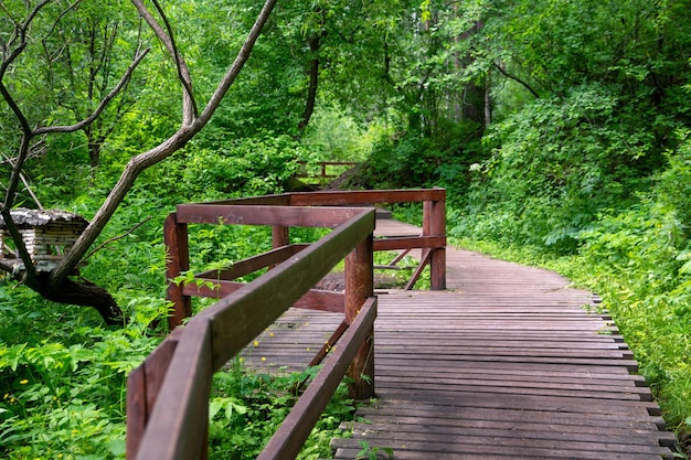 Sentiero in legno con ringhiere in una lussureggiante foresta verde Passeggiata all'aperto