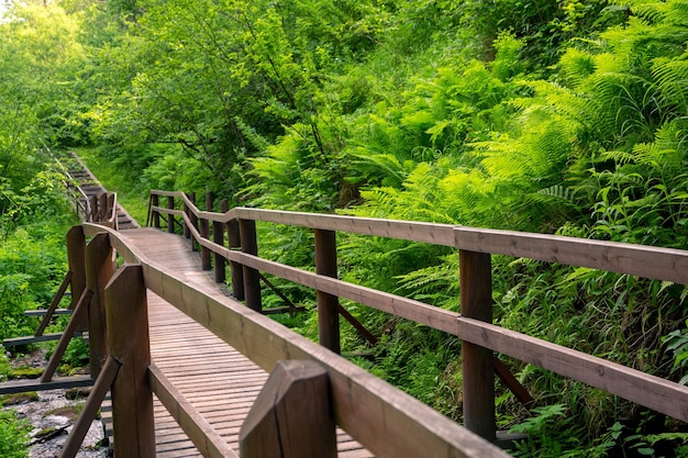 Sentiero in legno con ringhiere in una lussureggiante foresta verde Passeggiata all'aperto