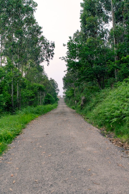 Sentiero in mezzo al bosco