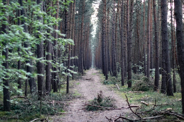 Sentiero in mezzo alla foresta