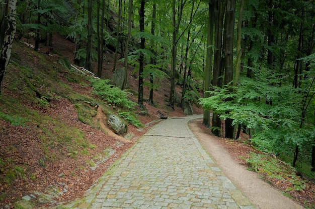 Sentiero in pietra nella fitta foresta con sentiero