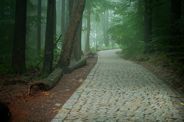 Sentiero in pietra nella fitta foresta con sentiero