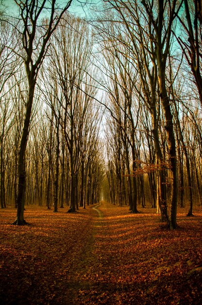 Sentiero in un bellissimo bosco autunnale