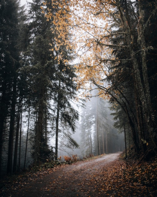 Sentiero in un bosco nebbioso