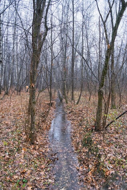 sentiero in una foresta di betulle con alberi di quercia in autunno e foglie gialle cadute