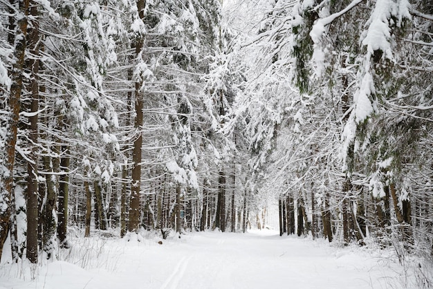 Sentiero innevato con piste da sci tra abeti innevati nella foresta invernale