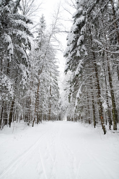 Sentiero innevato tra abeti innevati nella foresta invernale