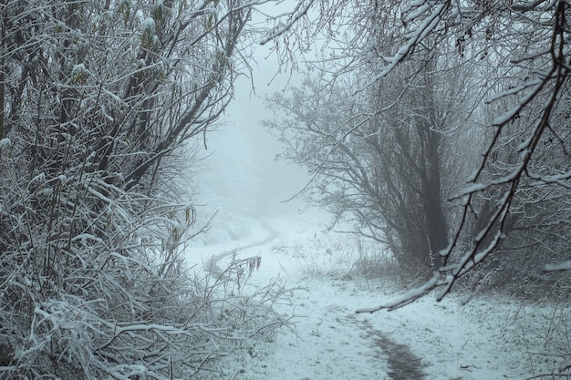 Sentiero invernale circondato da alberi innevati nel parco west lothian scozia regno unito