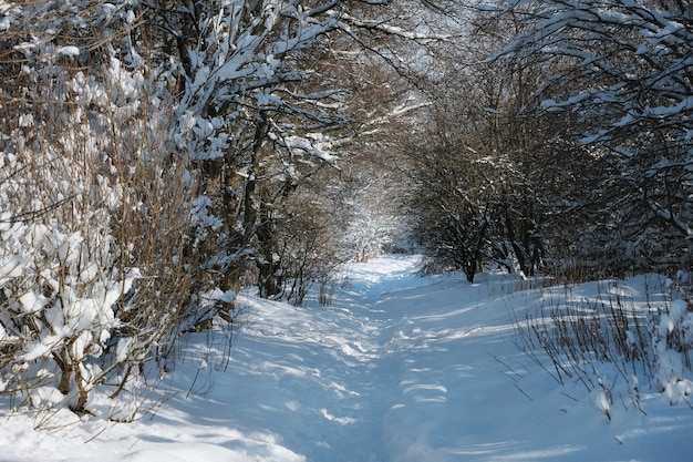 Sentiero invernale circondato da alberi innevati nel parco