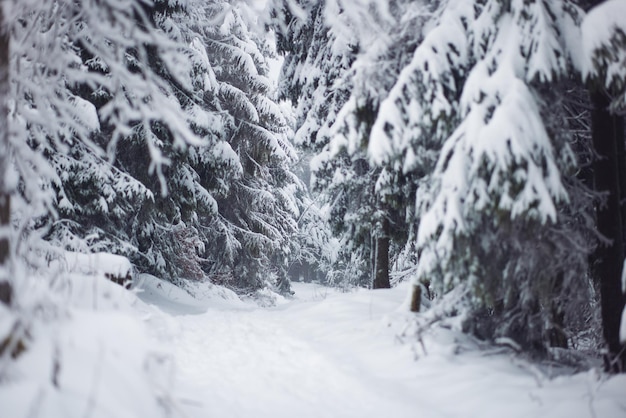 Sentiero invernale tra abeti ghiacciati nella foresta di montagna