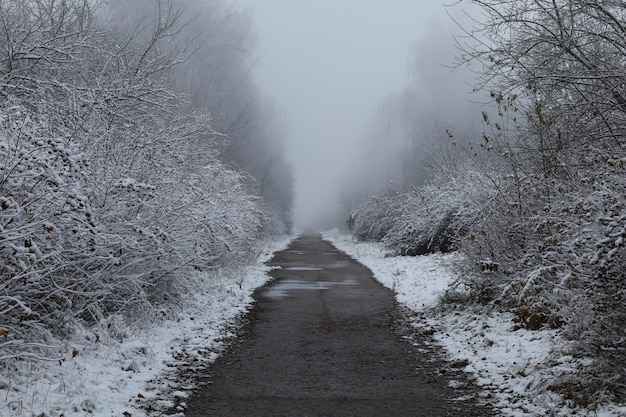 Sentiero invernale tra alberi e bellissimo paesaggio invernale