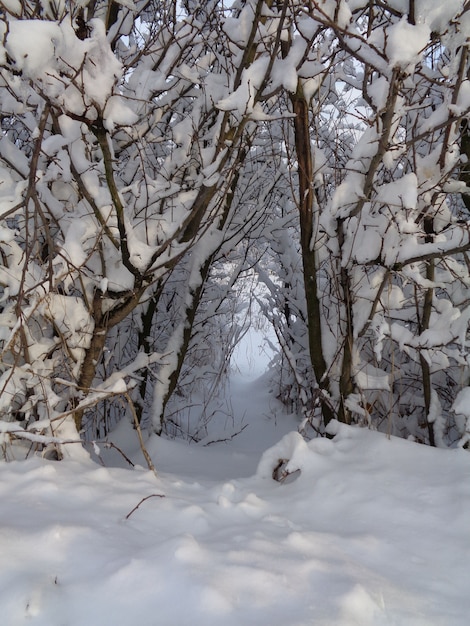 Sentiero invernale