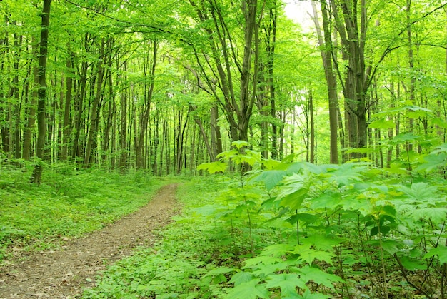 Sentiero nel bosco al mattino