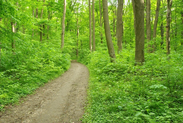 Sentiero nel bosco al mattino