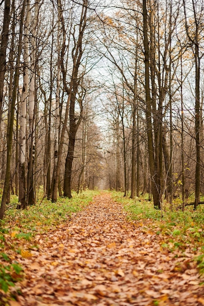 Sentiero nel bosco autunnale con foglie cadute