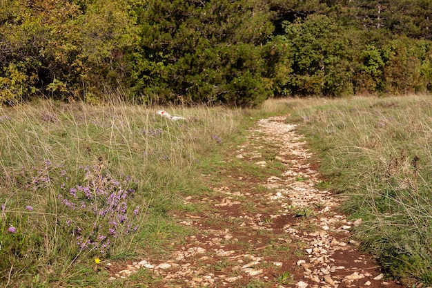 Sentiero nel bosco di Basovizza