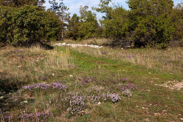 Sentiero nel bosco di Basovizza