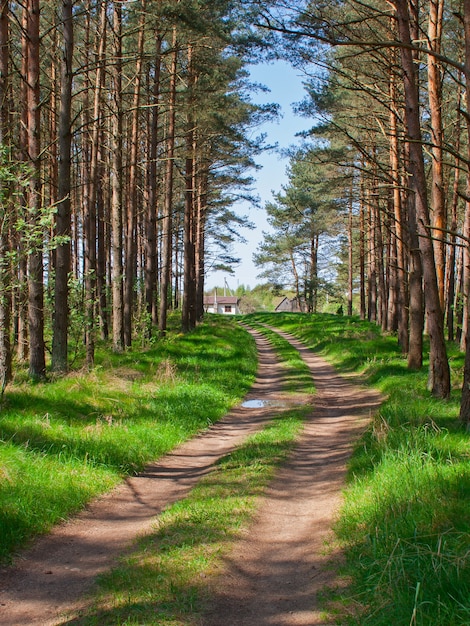 Sentiero nel bosco di pini.