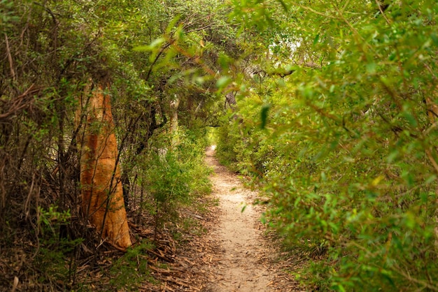 Sentiero nel bosco durante il giorno in estate in Australia Nature Concept